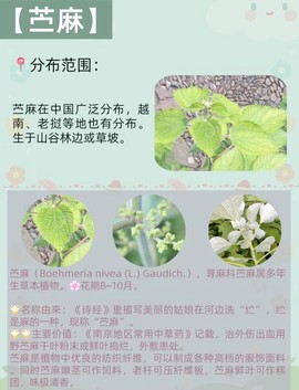 九阴真经苎麻怎么获得